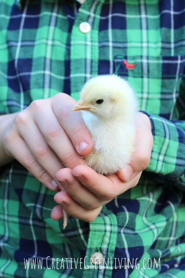 Best book about chicken keeping: Proven Techniques for Keeping Healthy Chickens photo of baby golden comet chick from the best chicken keeping book, proven techniques for keeping healthy chickens